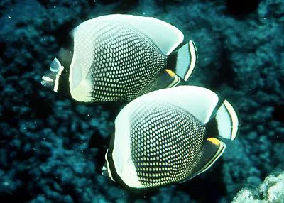 Mailed butterflyfish (Chaetodon reticulatus)