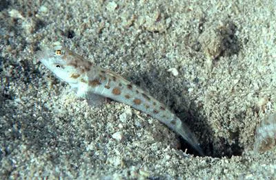 Mainland's goby (Psilogobius mainlandi)