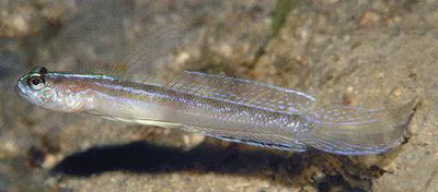 Majestic shrimpgoby (Vanderhorstia nobilis)