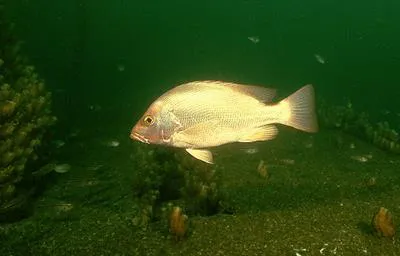 Malabar blood snapper (Lutjanus malabaricus)