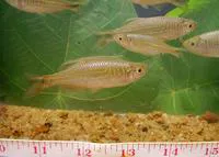 Malabar danio (Devario malabaricus)