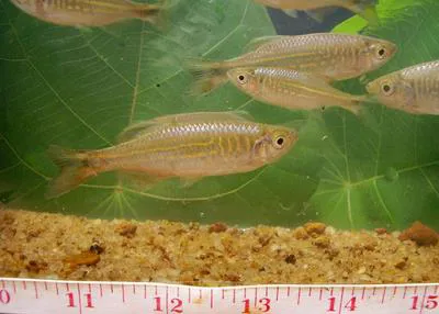 Malabar danio (Devario malabaricus)