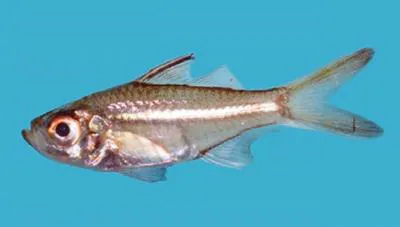 Malabar glassy perchlet (Ambassis dussumieri)