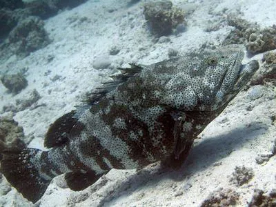 Malabar grouper (Epinephelus malabaricus)