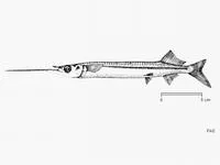 Malabar halfbeak (Rhynchorhamphus malabaricus)