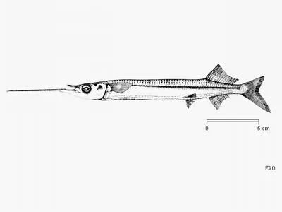 Malabar halfbeak (Rhynchorhamphus malabaricus)