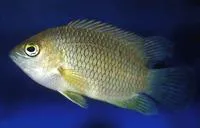 Malabar leaffish (Pristolepis marginata)