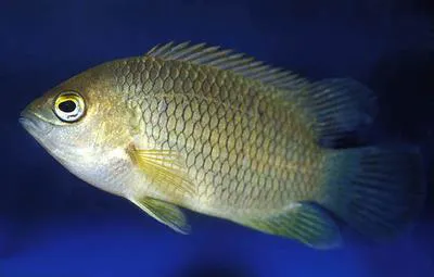 Malabar leaffish (Pristolepis marginata)
