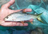 Malabar mahseer (Tor malabaricus)