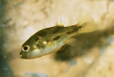 Malabar pufferfish (Carinotetraodon travancoricus)