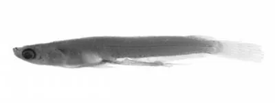 Malabar ricefish (Oryzias setnai)