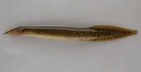 Malabar spinyeel (Macrognathus guentheri)