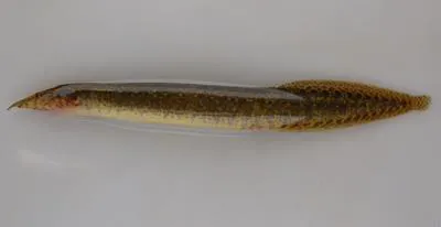 Malabar spinyeel (Macrognathus guentheri)