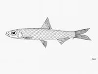 Malabar sprat (Ehirava fluviatilis)