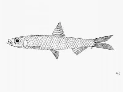 Malabar sprat (Ehirava fluviatilis)