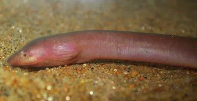 Malabar swampeel (Monopterus fossorius)