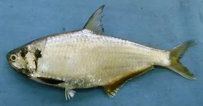 Malabar thryssa (Thryssa malabarica)