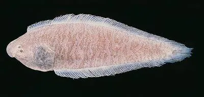 Malabar tonguesole (Cynoglossus macrostomus)