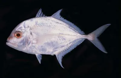 Malabar trevally (Carangoides malabaricus)