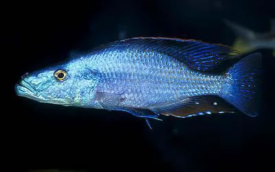 Malawi eyebiter (Dimidiochromis compressiceps)