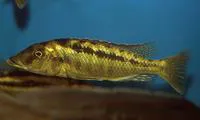 Malawi gar (Lichnochromis acuticeps)