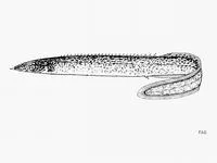 Malawi spinyeel (Mastacembelus shiranus)