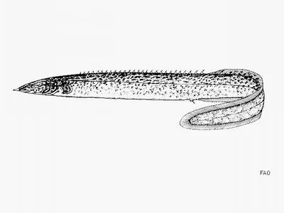 Malawi spinyeel (Mastacembelus shiranus)