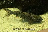 Malawi squeaker (Synodontis njassae)