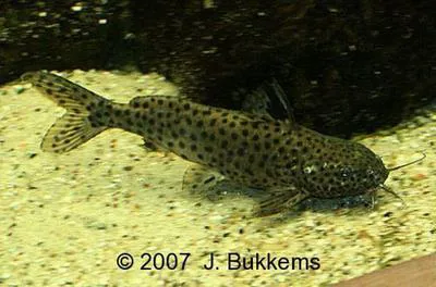 Malawi squeaker (Synodontis njassae)