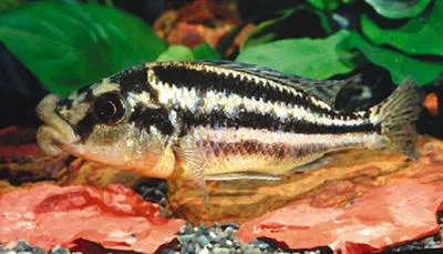Malawi thick lip (Cheilochromis euchilus)