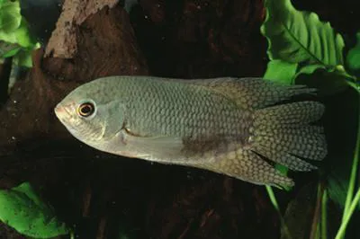 Malay combtail (Belontia hasselti)
