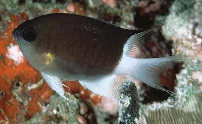 Malayan chromis (Chromis flavipectoralis)