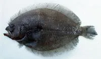 Malayan flounder (Pseudorhombus malayanus)