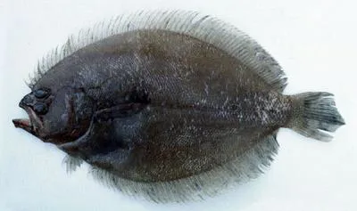 Malayan flounder (Pseudorhombus malayanus)