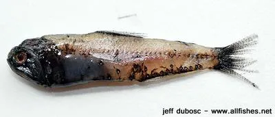 Malayan lanternfish (Diaphus malayanus)