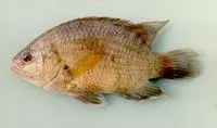 Malayan leaffish (Pristolepis fasciata)