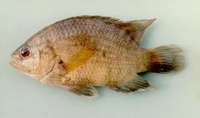 Malayan leaffish (Pristolepis fasciata)