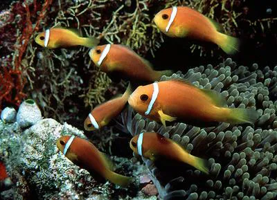 Maldive anemonefish (Amphiprion nigripes)