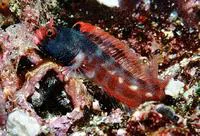 Malpelo barnacle blenny (Acanthemblemaria stephensi)