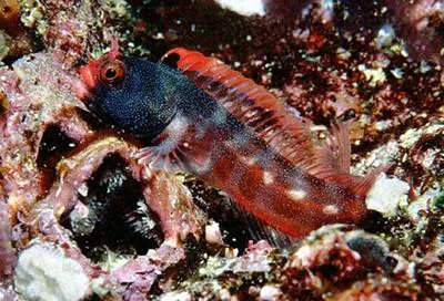 Malpelo barnacle blenny (Acanthemblemaria stephensi)