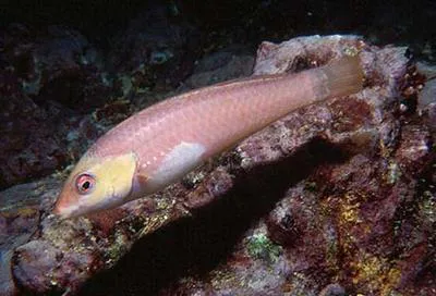 Malpelo wrasse (Halichoeres malpelo)