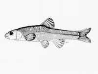 Maluti minnow (Pseudobarbus quathlambae)