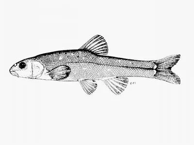 Maluti minnow (Pseudobarbus quathlambae)