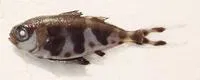 Man-of-war fish (Nomeus gronovii)
