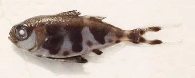 Man-of-war fish (Nomeus gronovii)