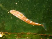 Manacled sculpin (Synchirus gilli)