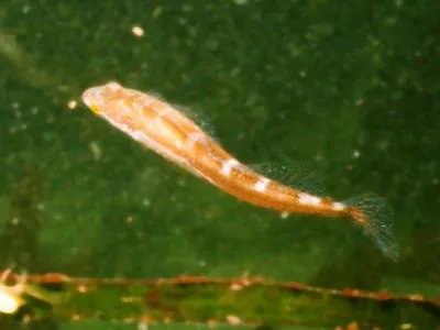 Manacled sculpin (Synchirus gilli)