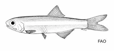 Manamo anchovy (Anchoviella manamensis)