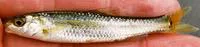 Manantial roundnose minnow (Dionda argentosa)