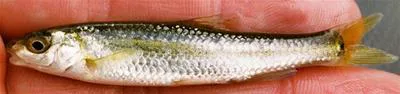 Manantial roundnose minnow (Dionda argentosa)